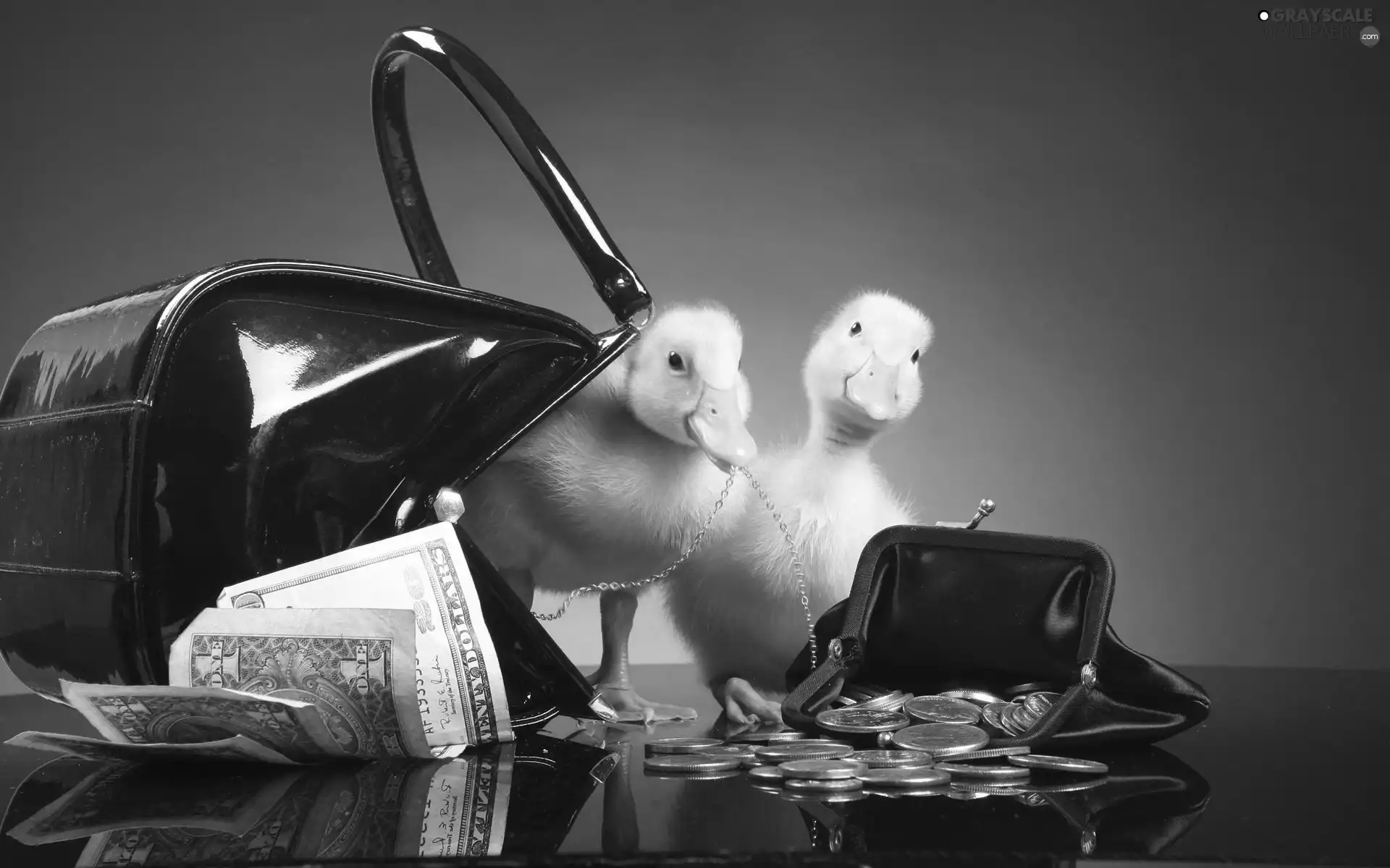 U.S. dollars, coins, Purse, purse, ducks
