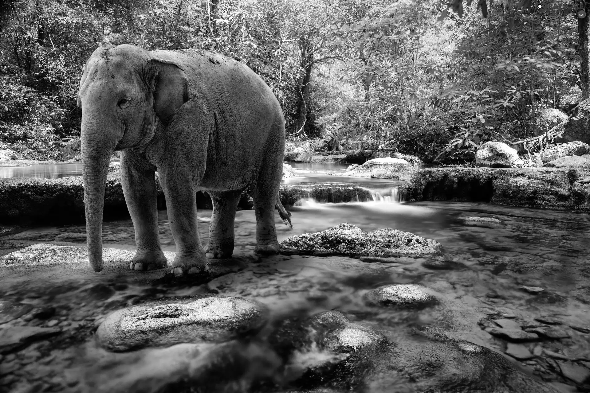 trees, River, sad, Elephant, viewes, Stones