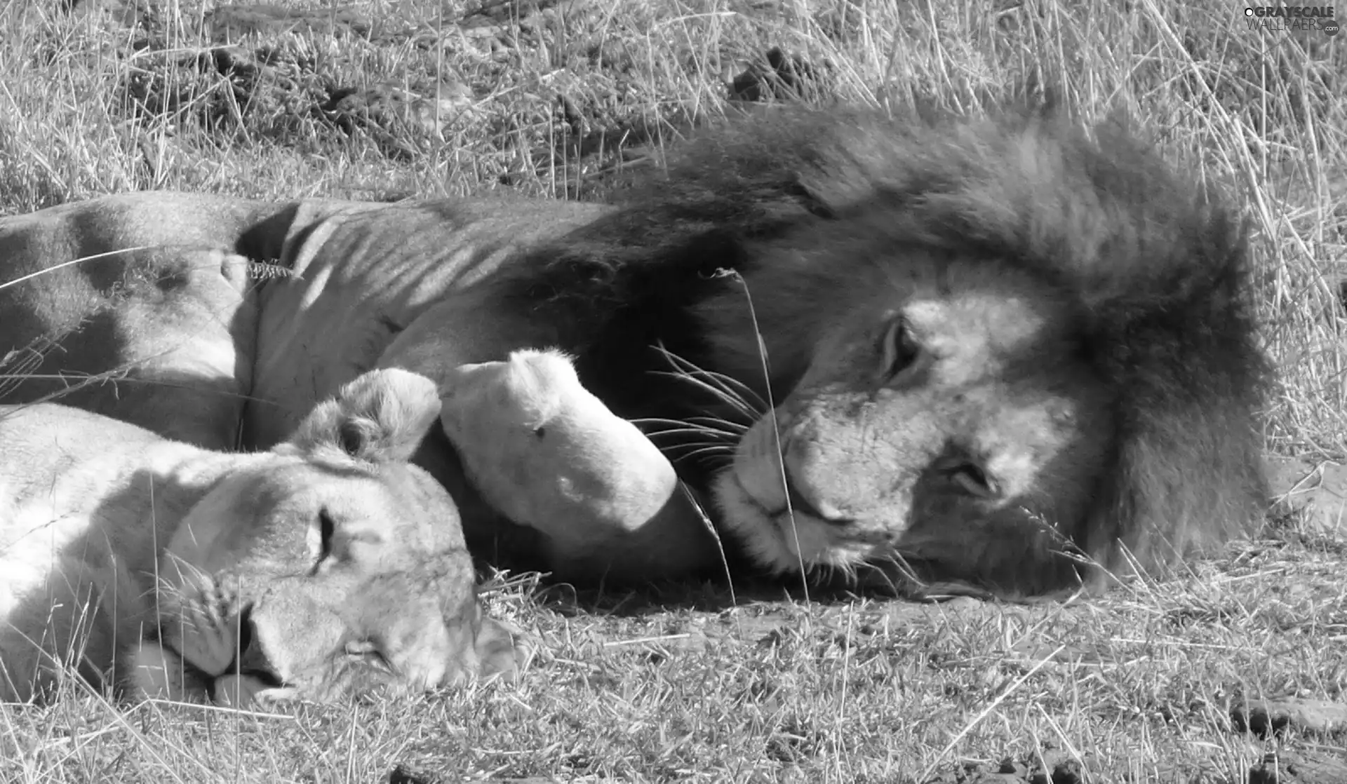 lions, Safari