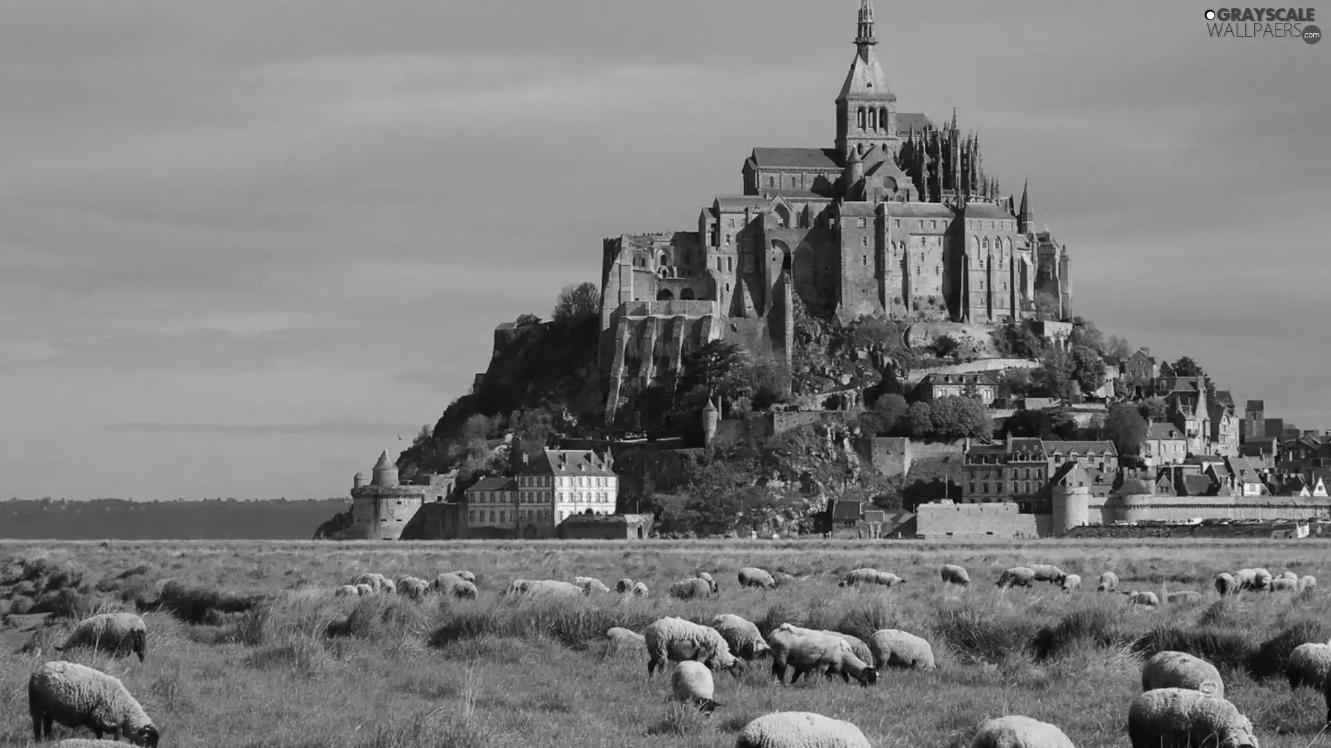 Mount Saint Michel, France, Meadow, Sheep, cloister