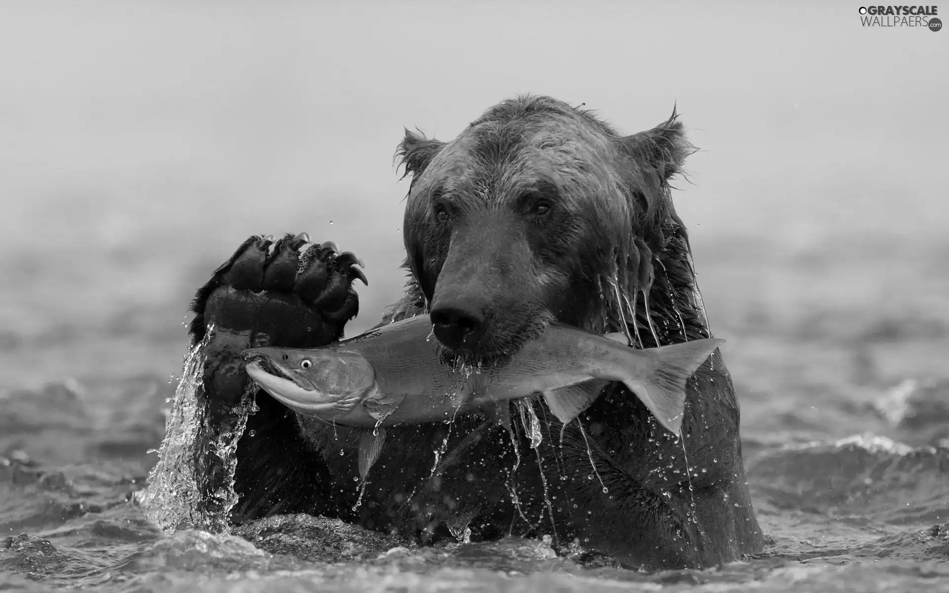 bear, Fishing, salmon, grizli