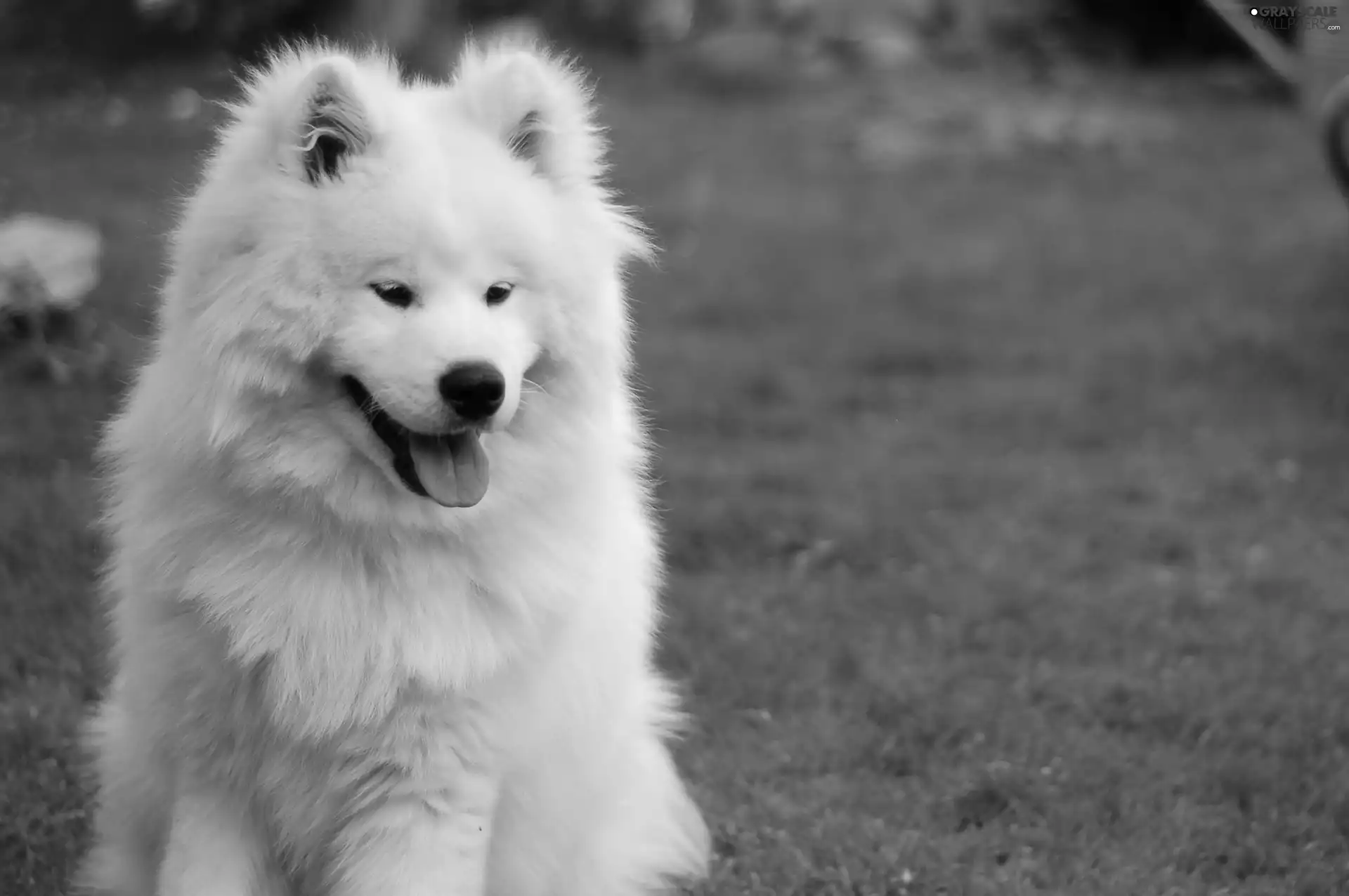 beautiful, Samojed