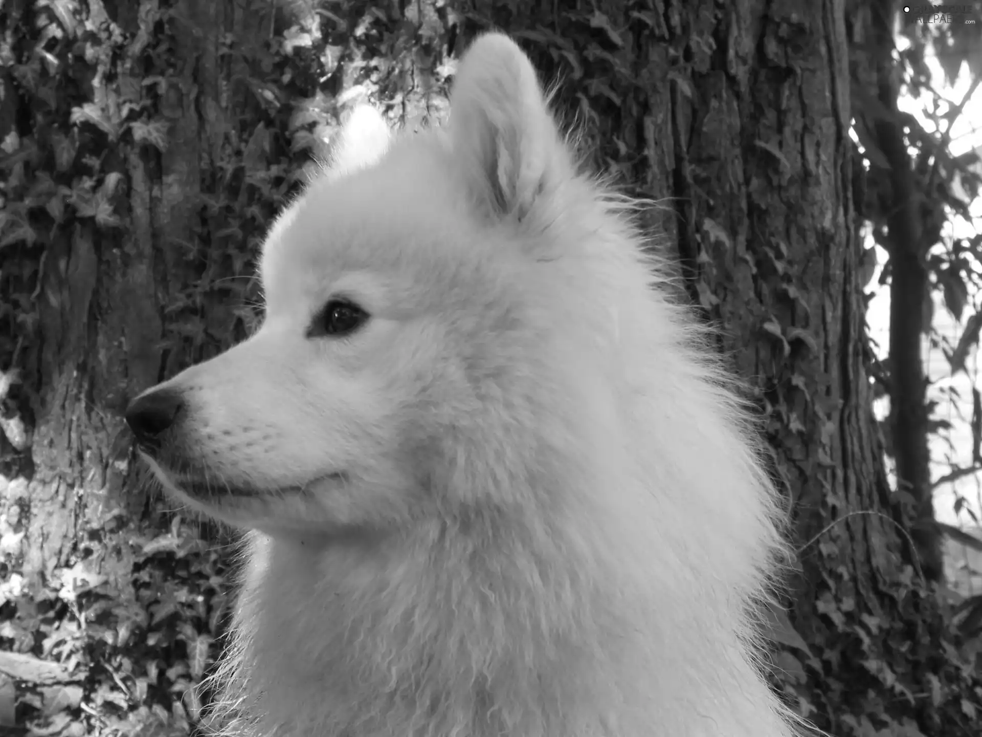 mouth, Samojed