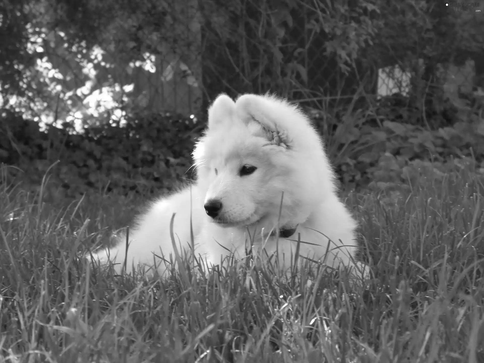 Samojed, honeyed, Puppy