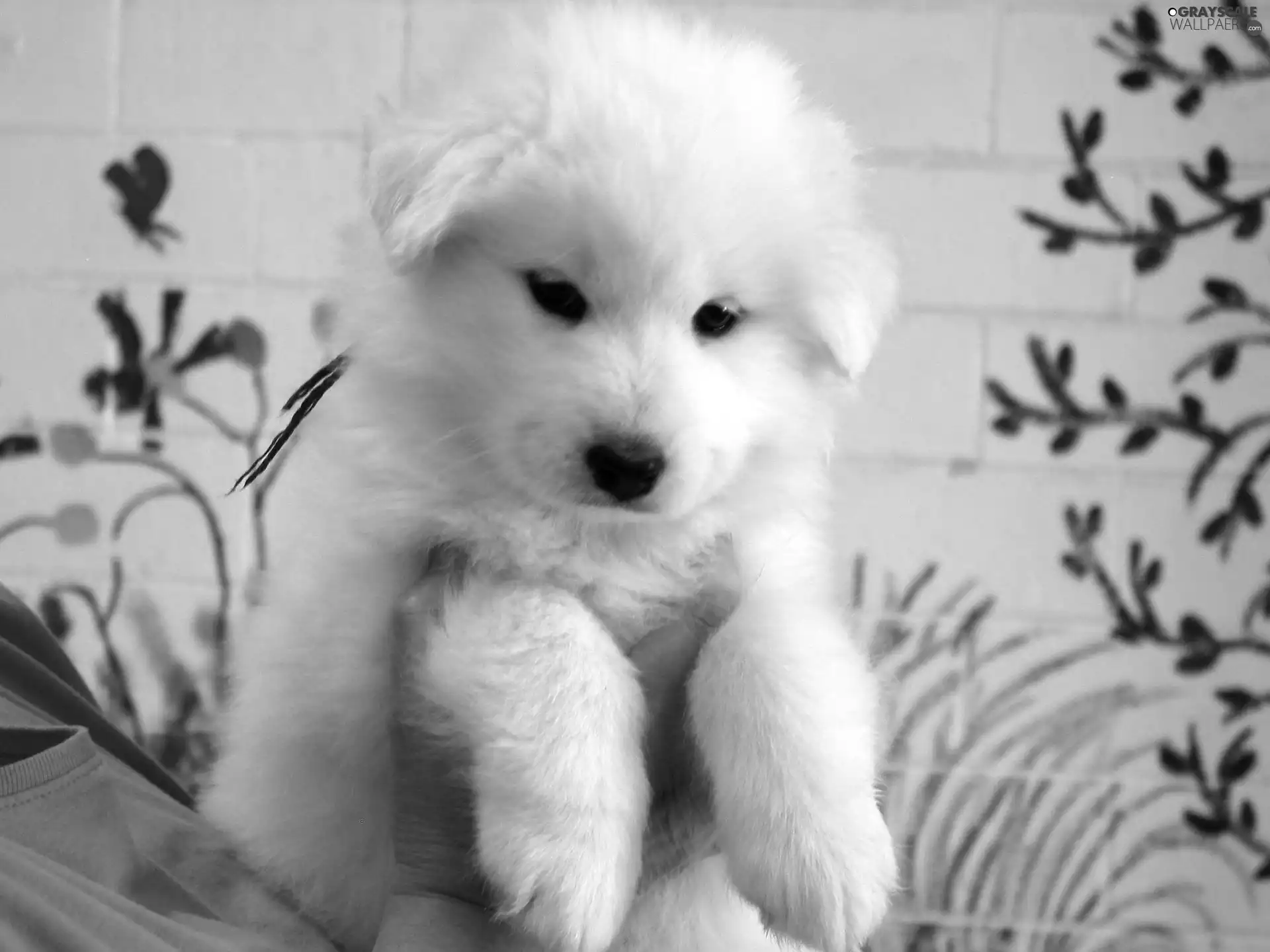 Puppy, Samojed