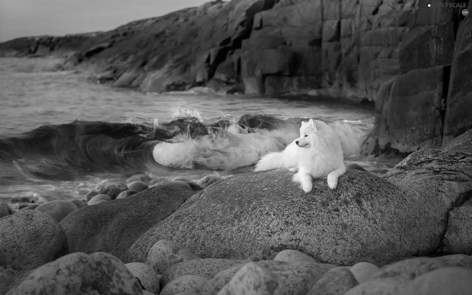 dog, Samojed, Stones, rocks, sea