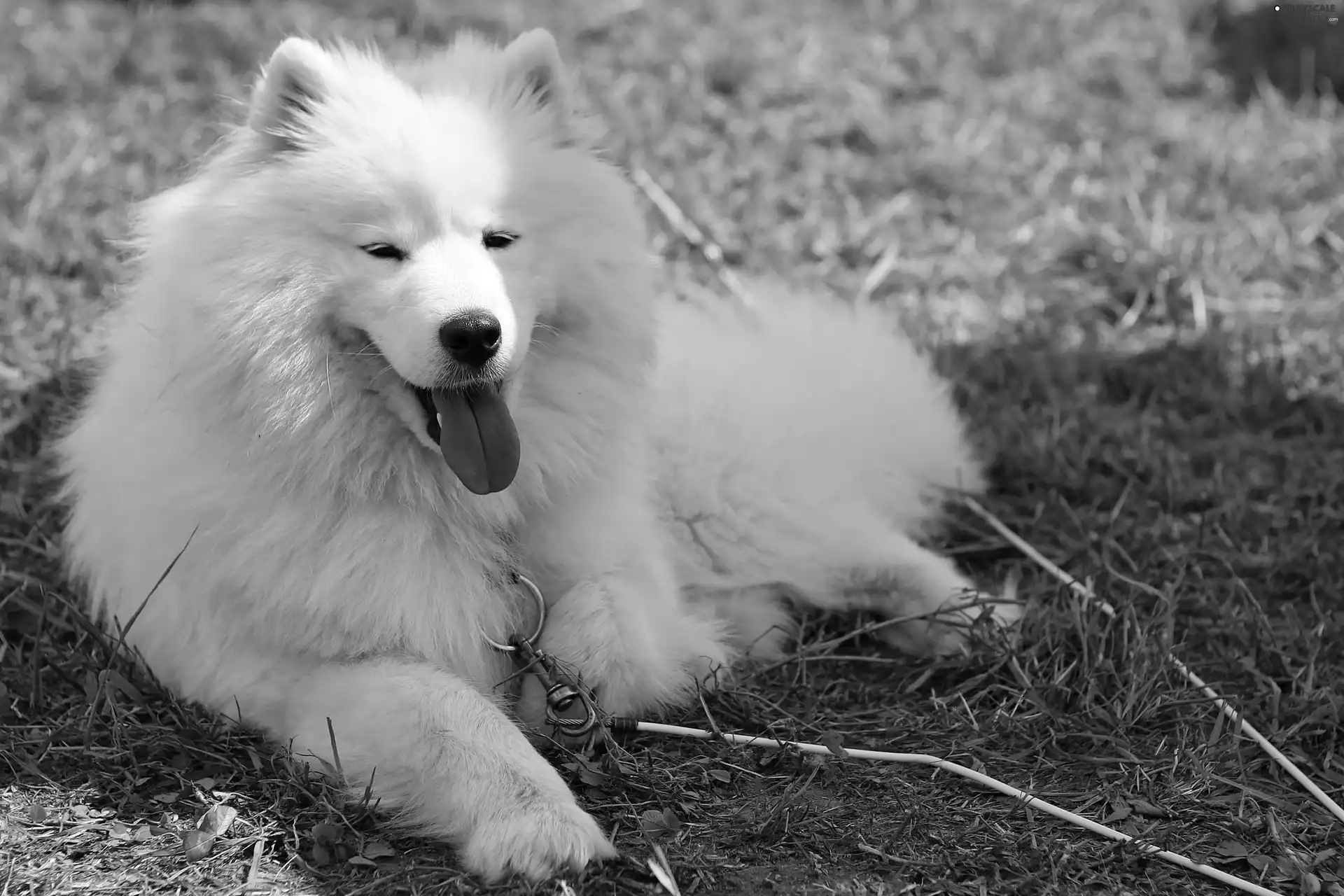 Tounge, Samojed