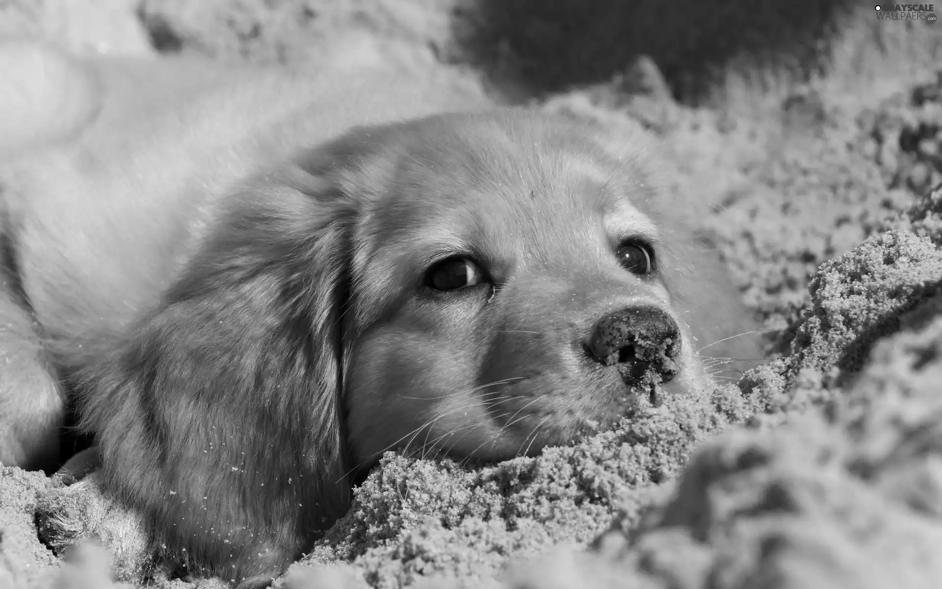 Sand, ginger, dog