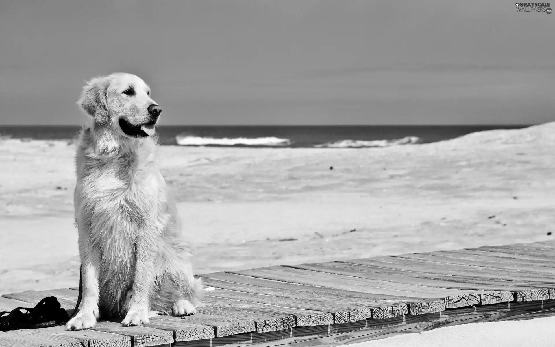 dog, pier, Sand, Beaches