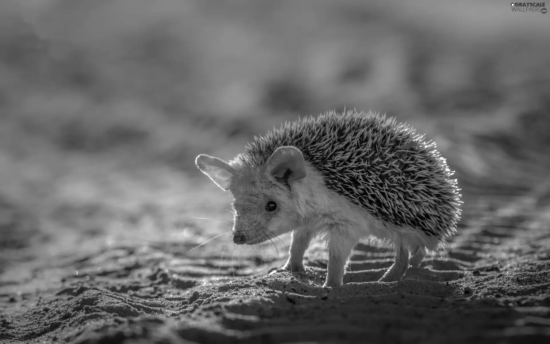 Sand, small, hedgehog