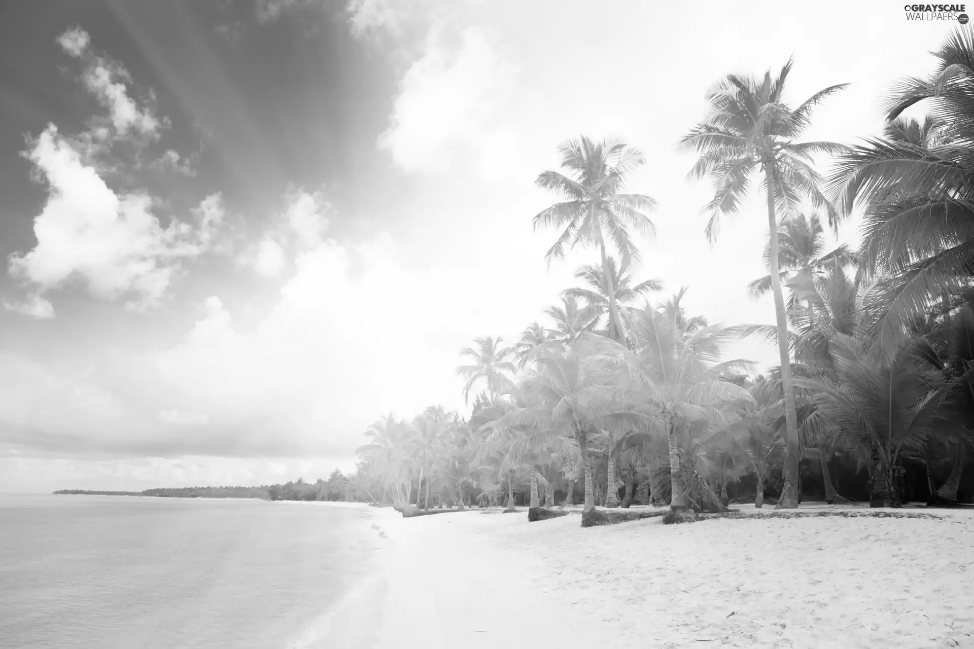Beaches, Palms, sea, Sand