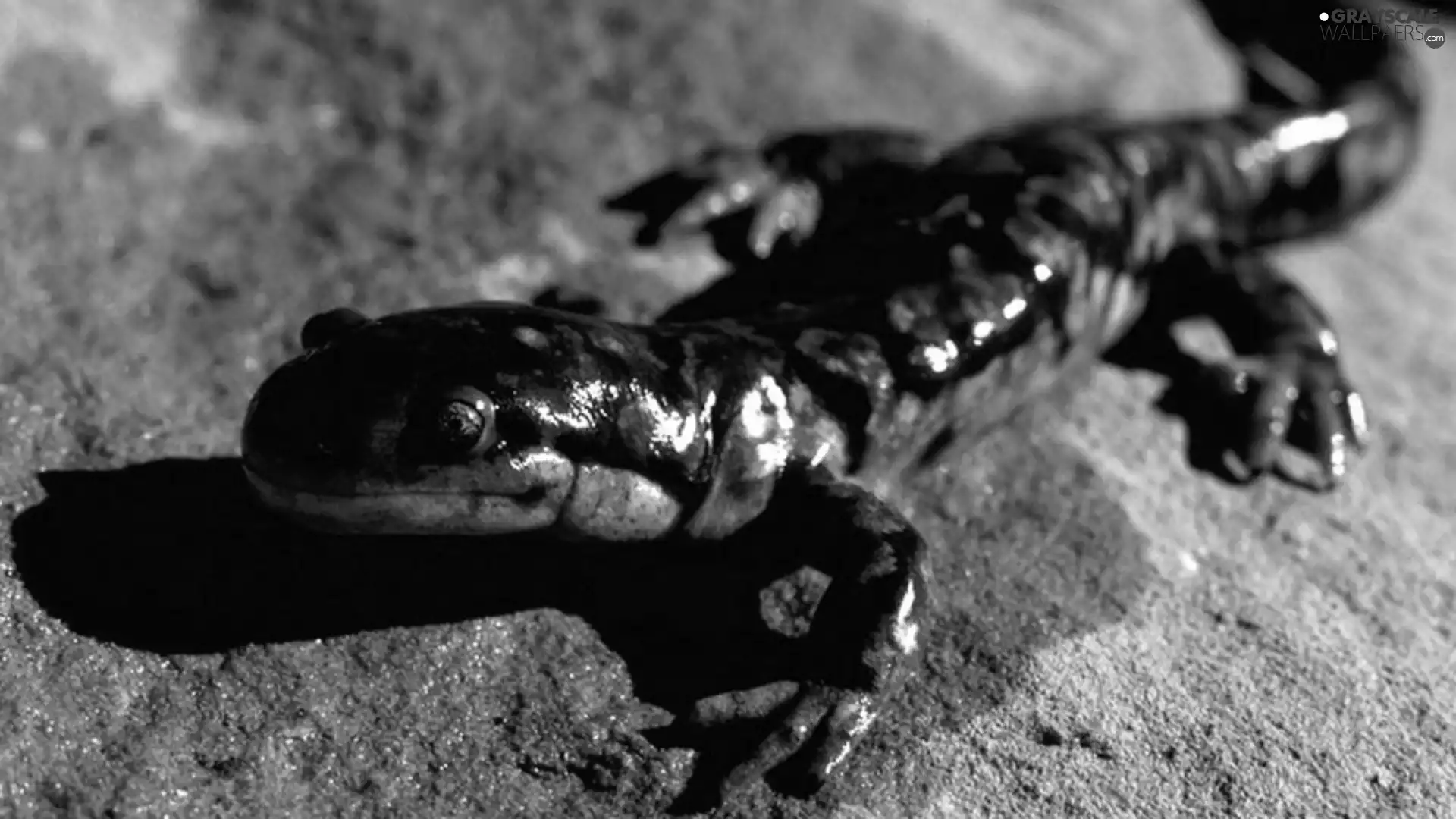 salamander, Sand