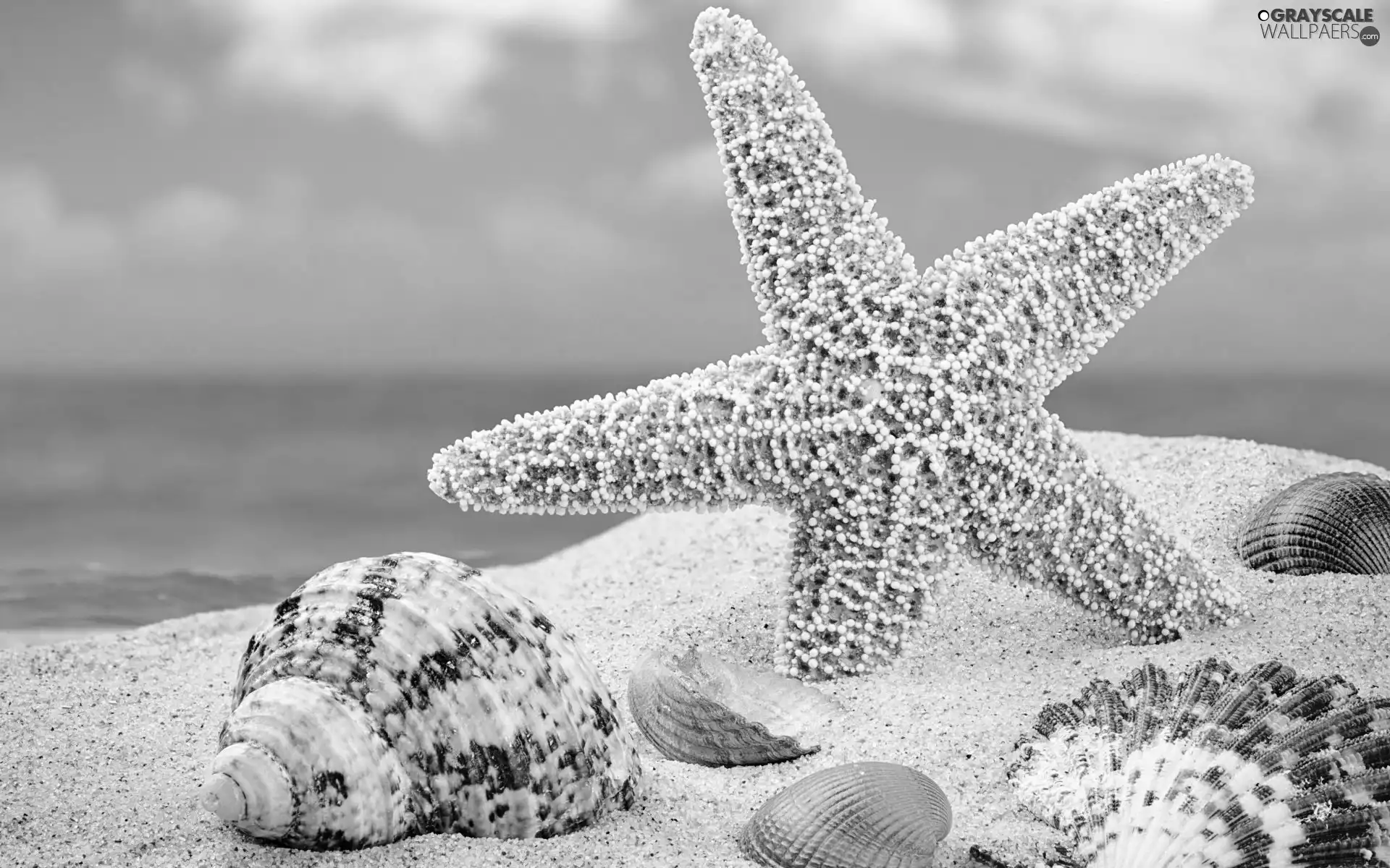 Shells, sea, Sand, starfish
