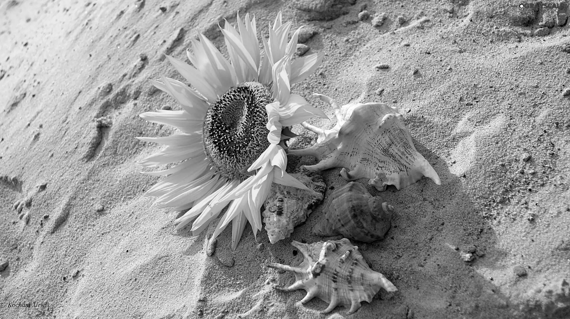 Sand, Sunflower, Shells