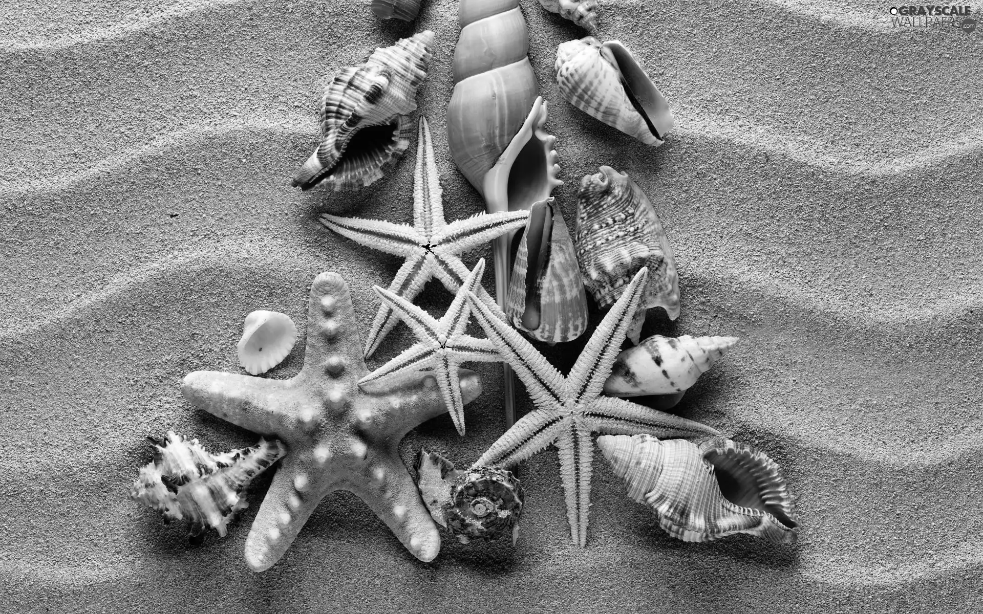 Sand, Shells, starfish