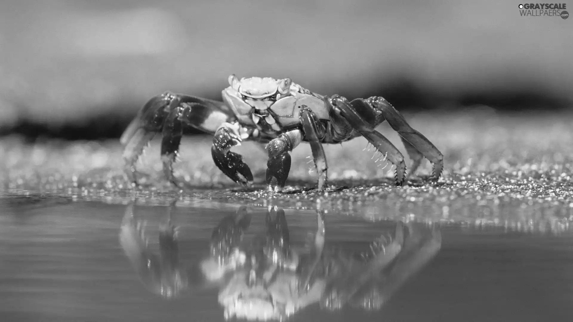 Sand, crab, water