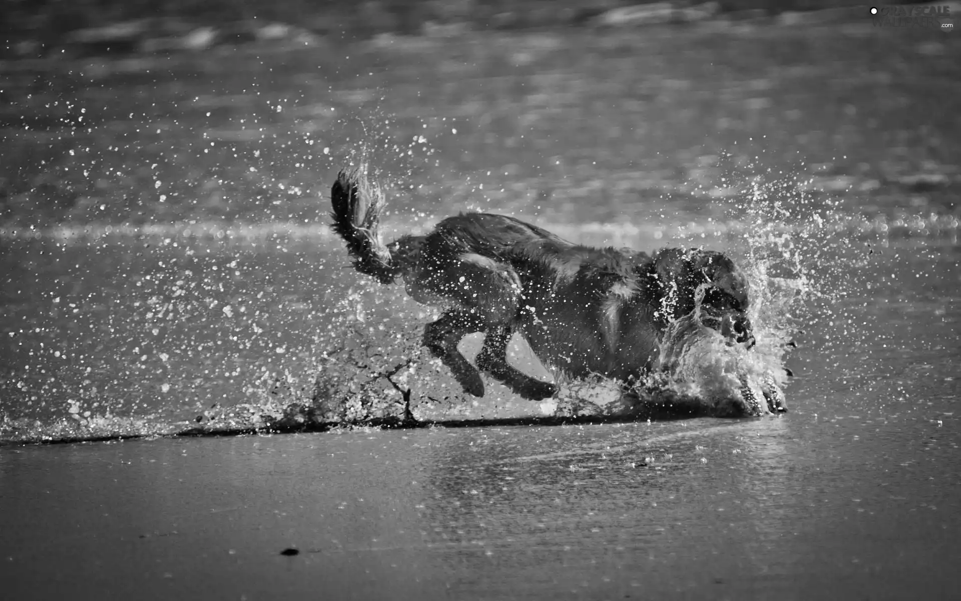Sand, dog, water