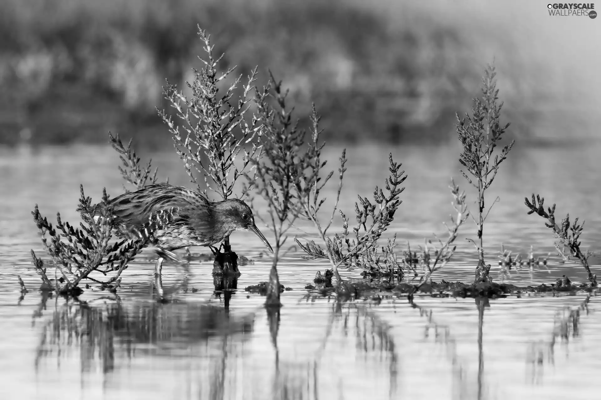 Bird, water, sandpiper, Plants