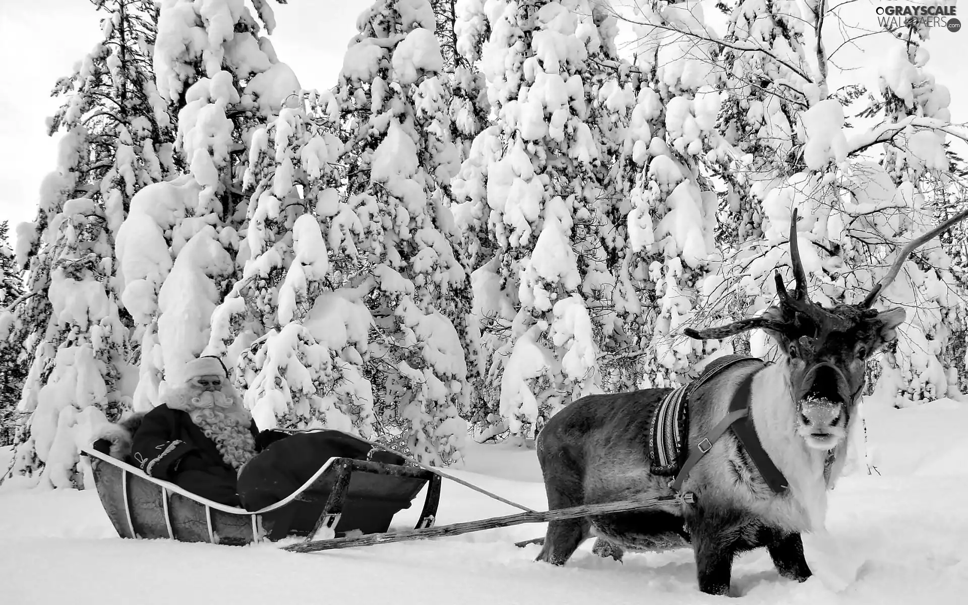 Santa, reindeer, forest, sleigh, winter