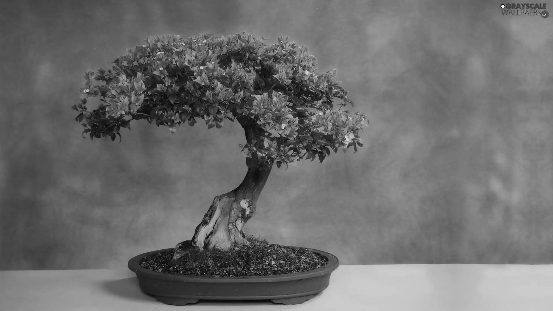 Bonsai, little doggies, sapling