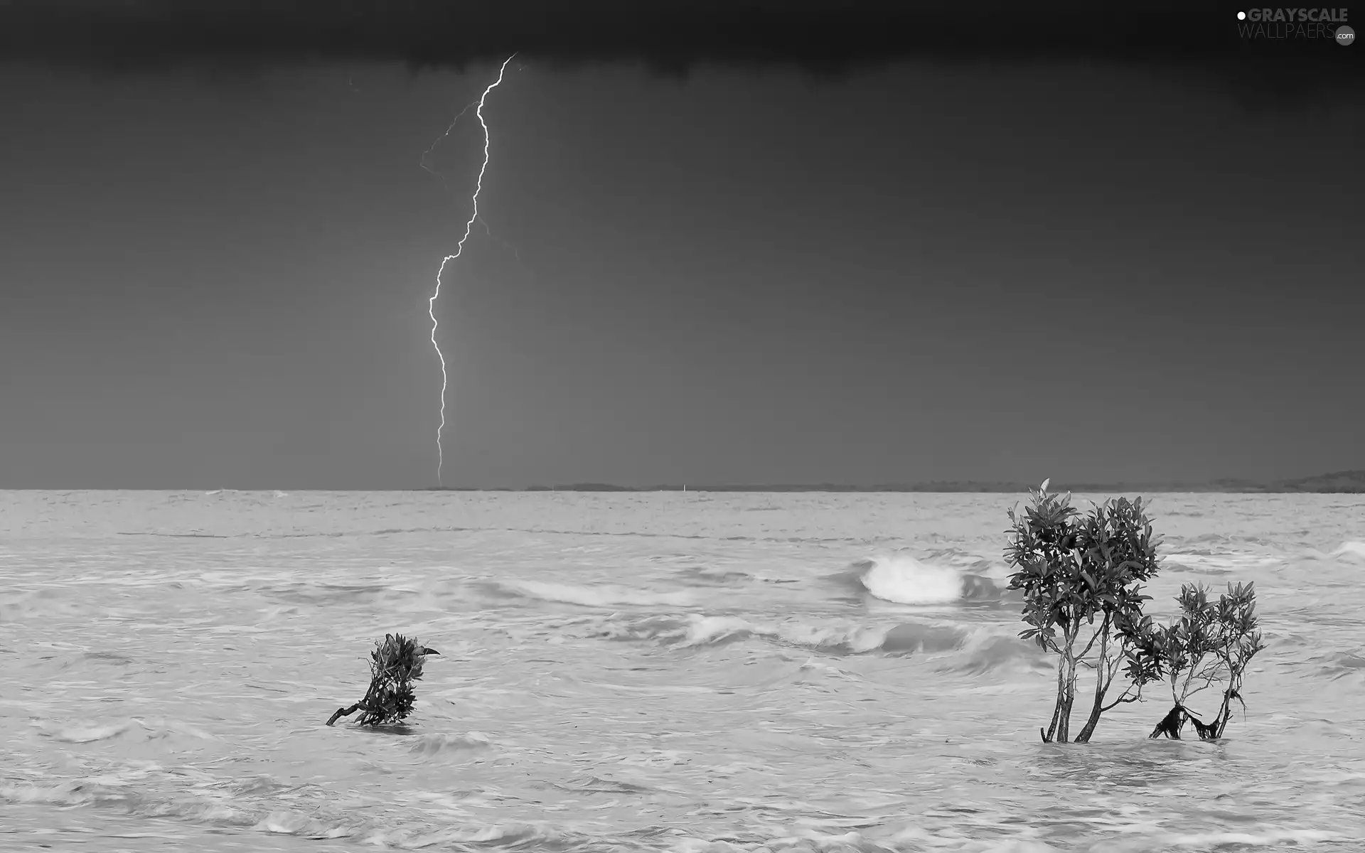 Sapling, Storm, sea