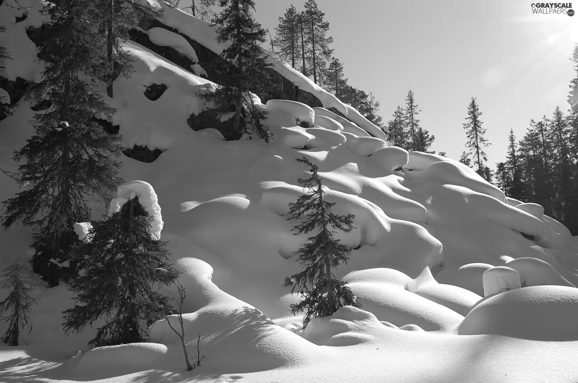 Sapling, winter, slope