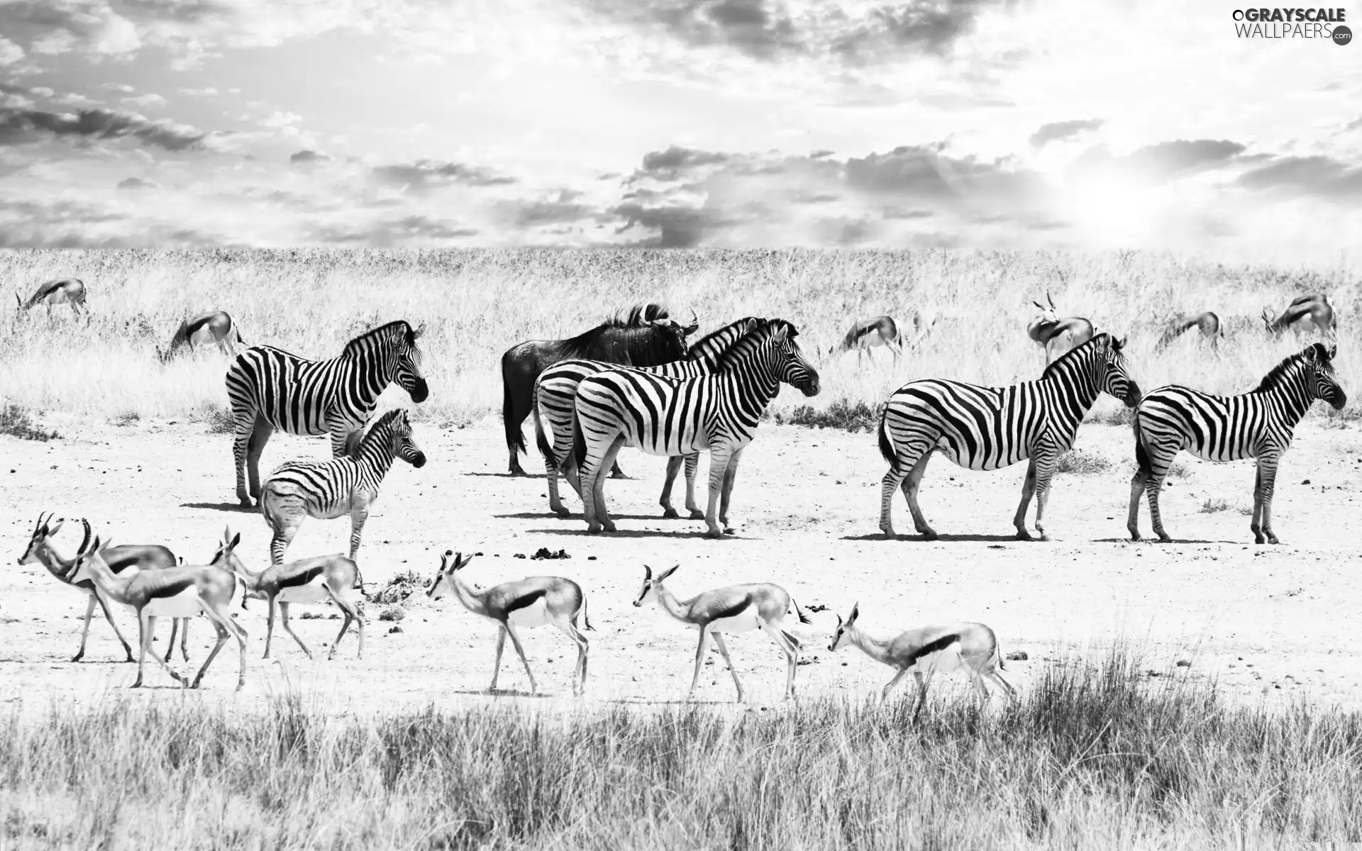 savanna, zebra, Antelope