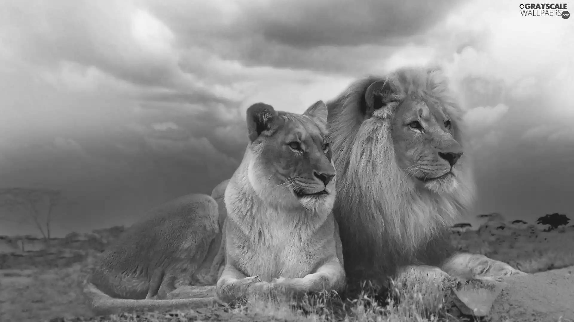 savanna, clouds, lions, couple, Two cars