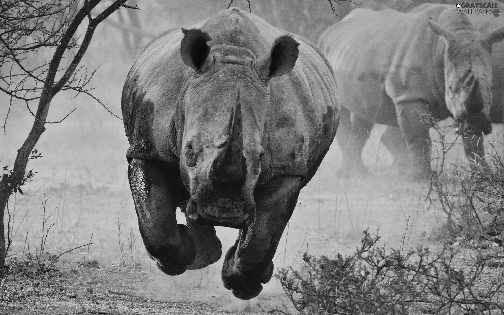 savanna, Rhino, gear