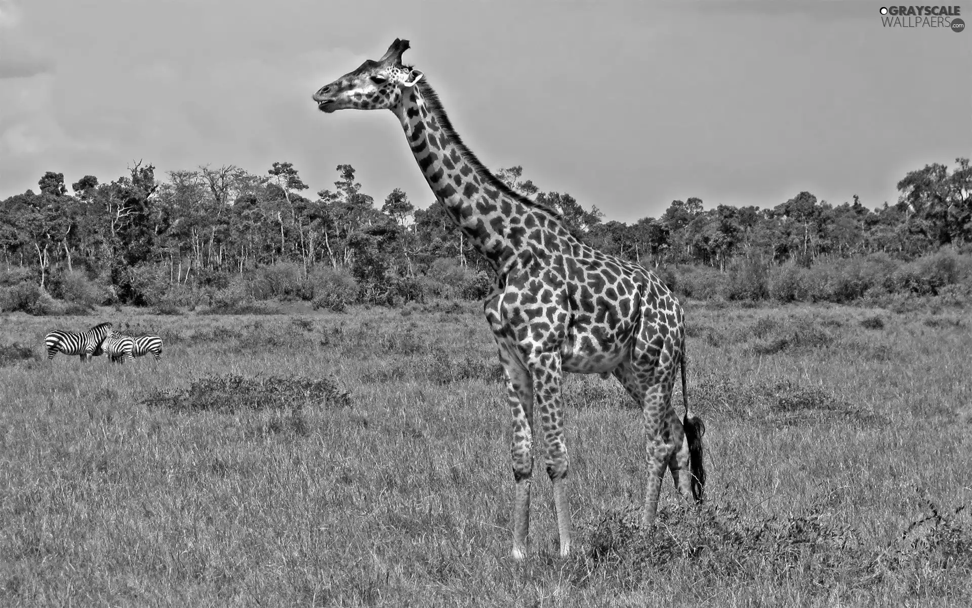 giraffe, zebra, savanna, spots