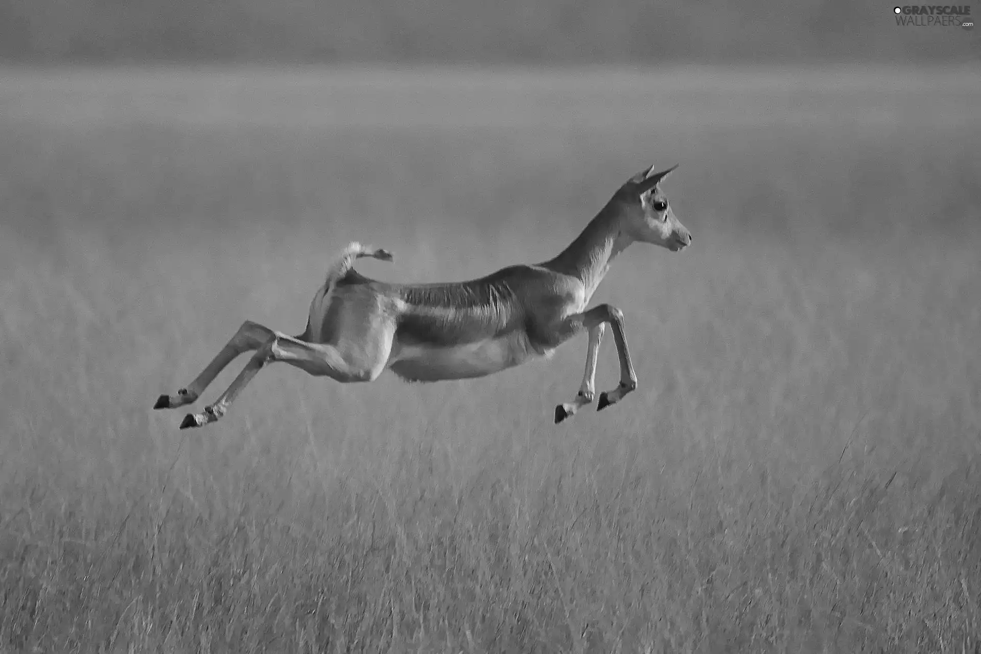 savanna, Antelope, jump