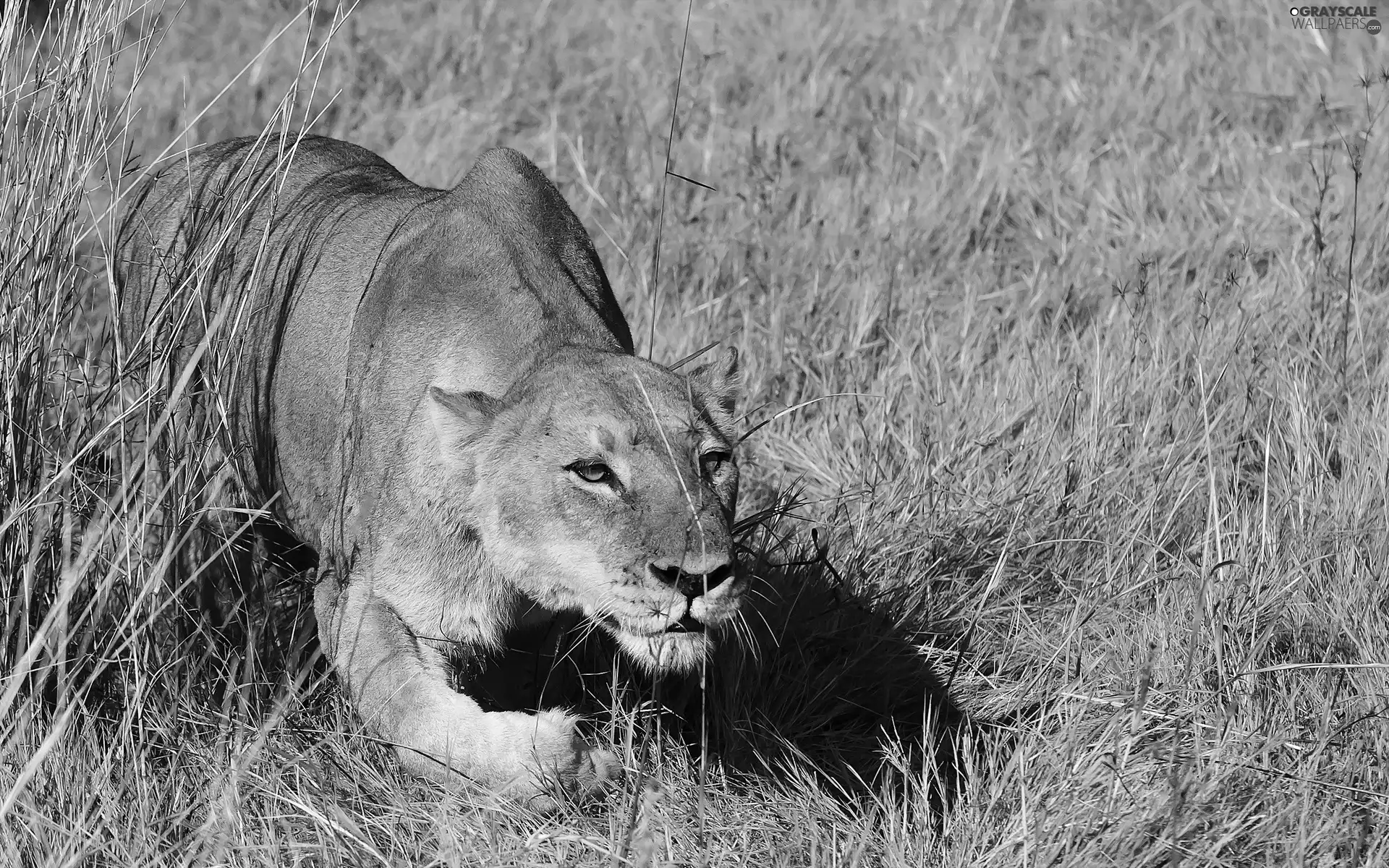 savanna, hunting, Lioness