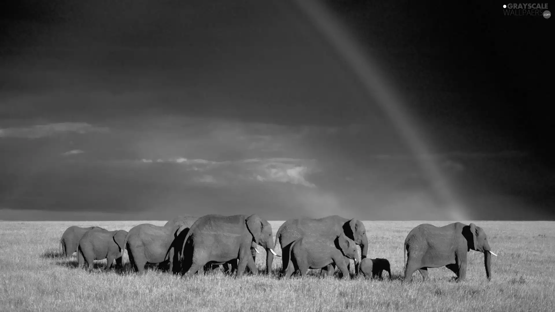 Great Rainbows, Elephants, savanna
