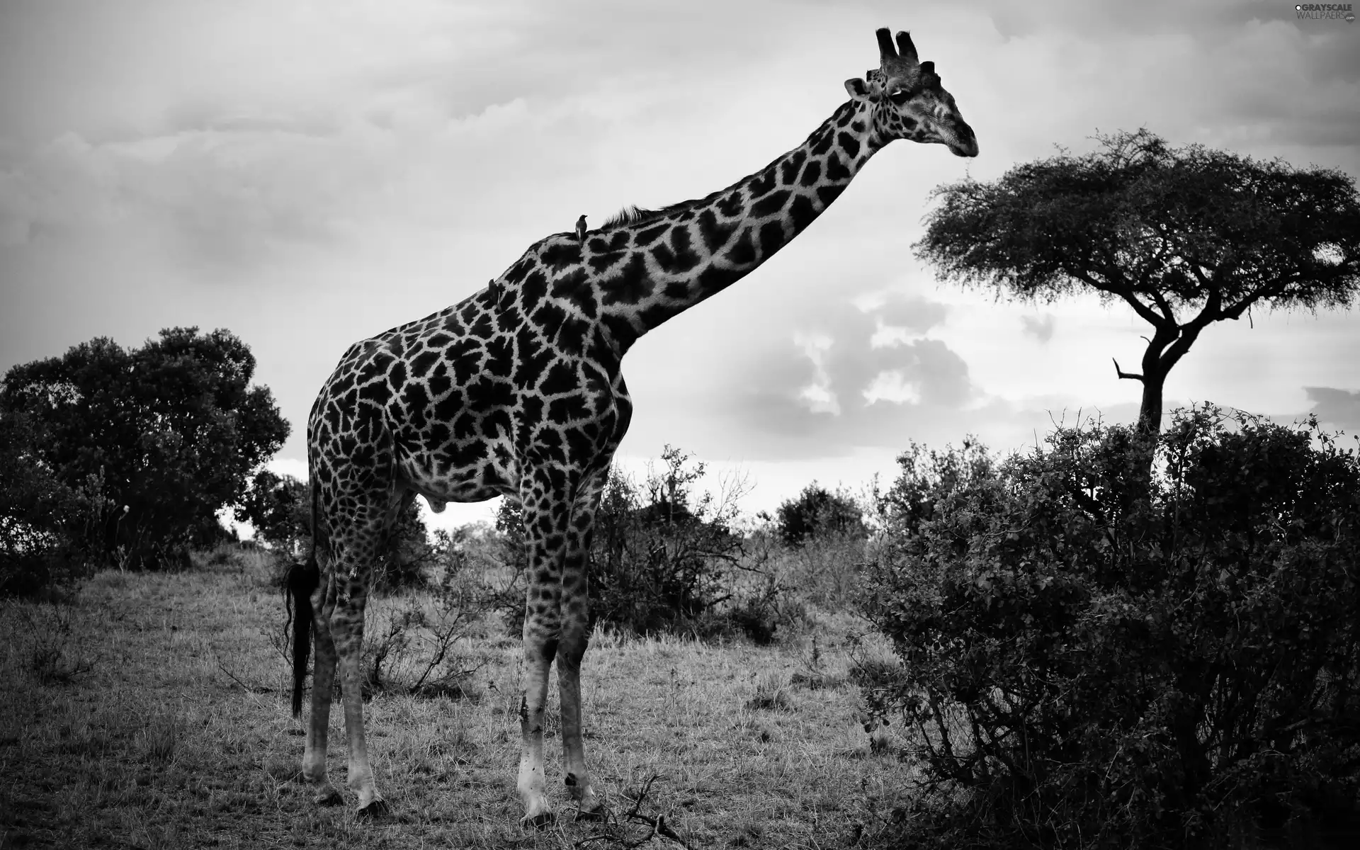 savanna, giraffe, spots