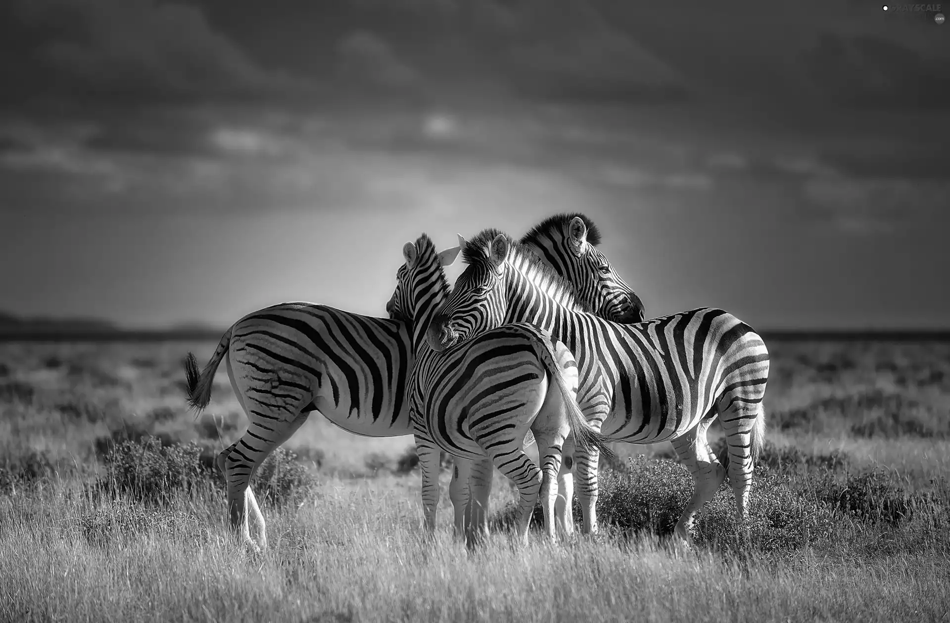zebra, savanna