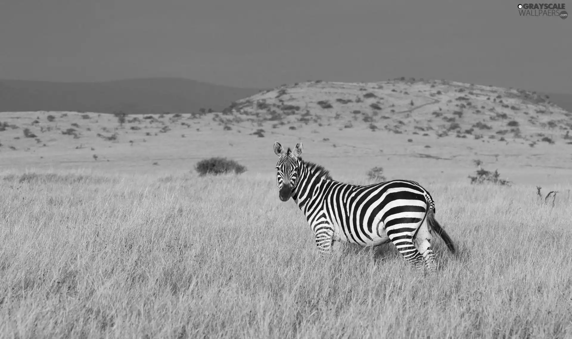 Zebra, savanna