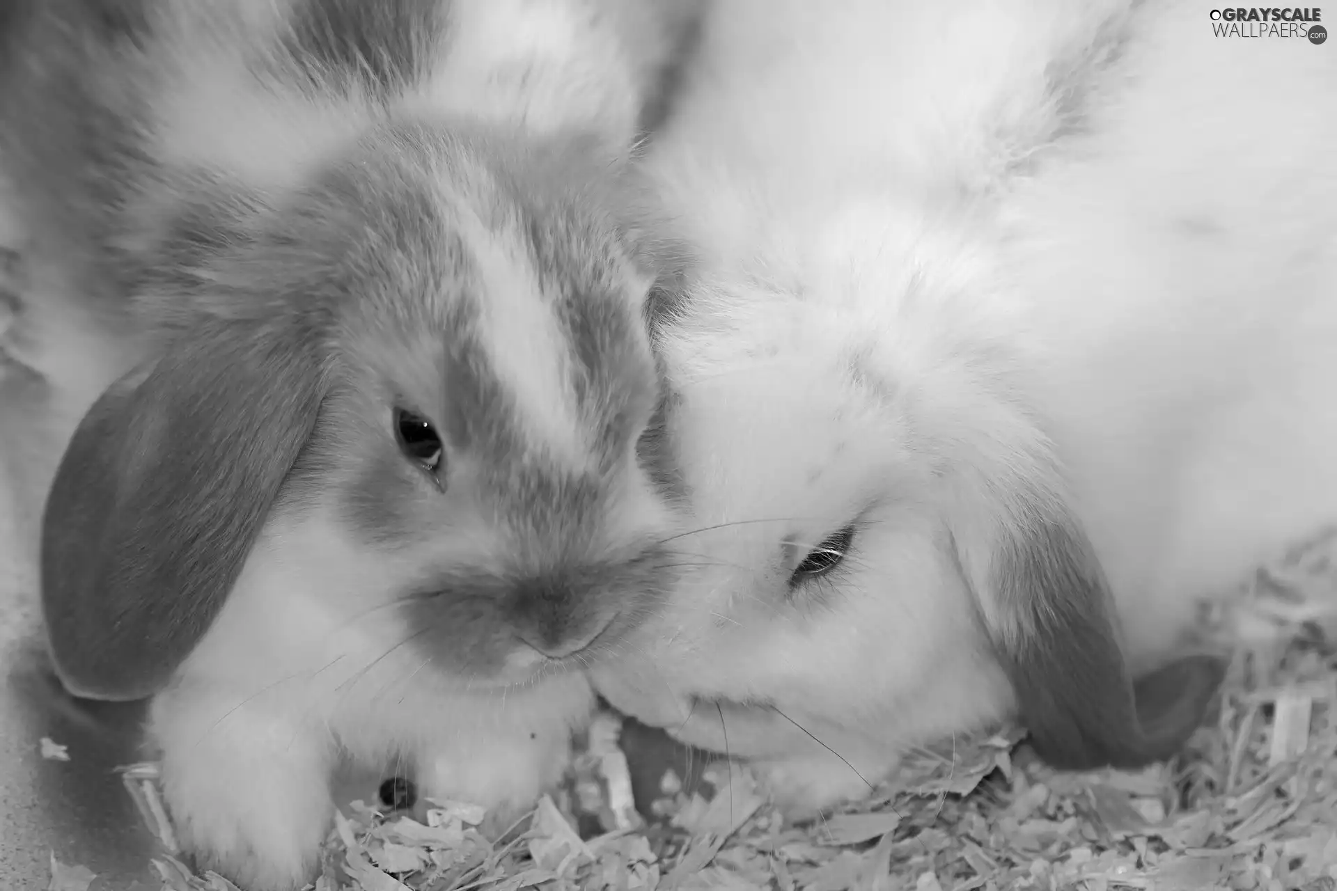 sawdust, Three, rabbits