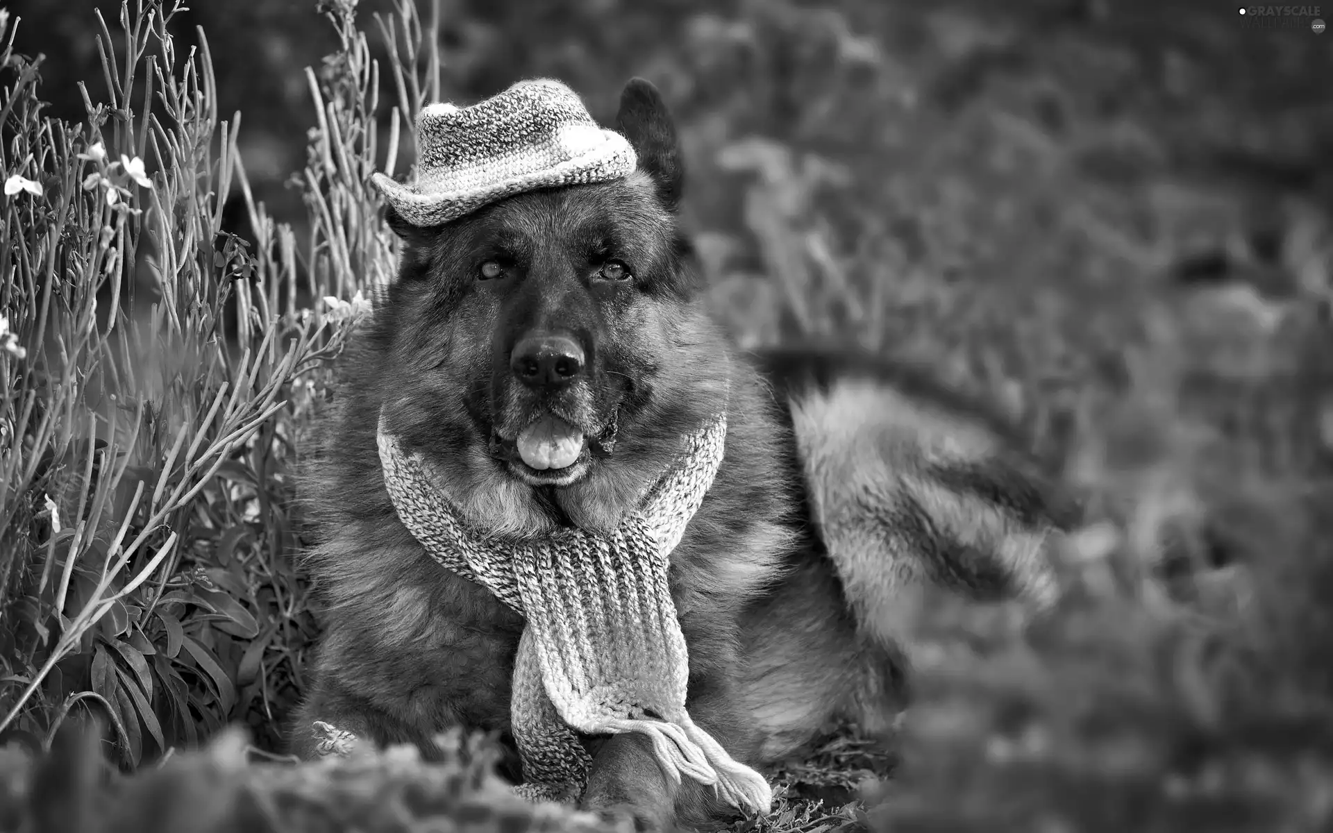 sheep-dog, Hat, Scarf, german