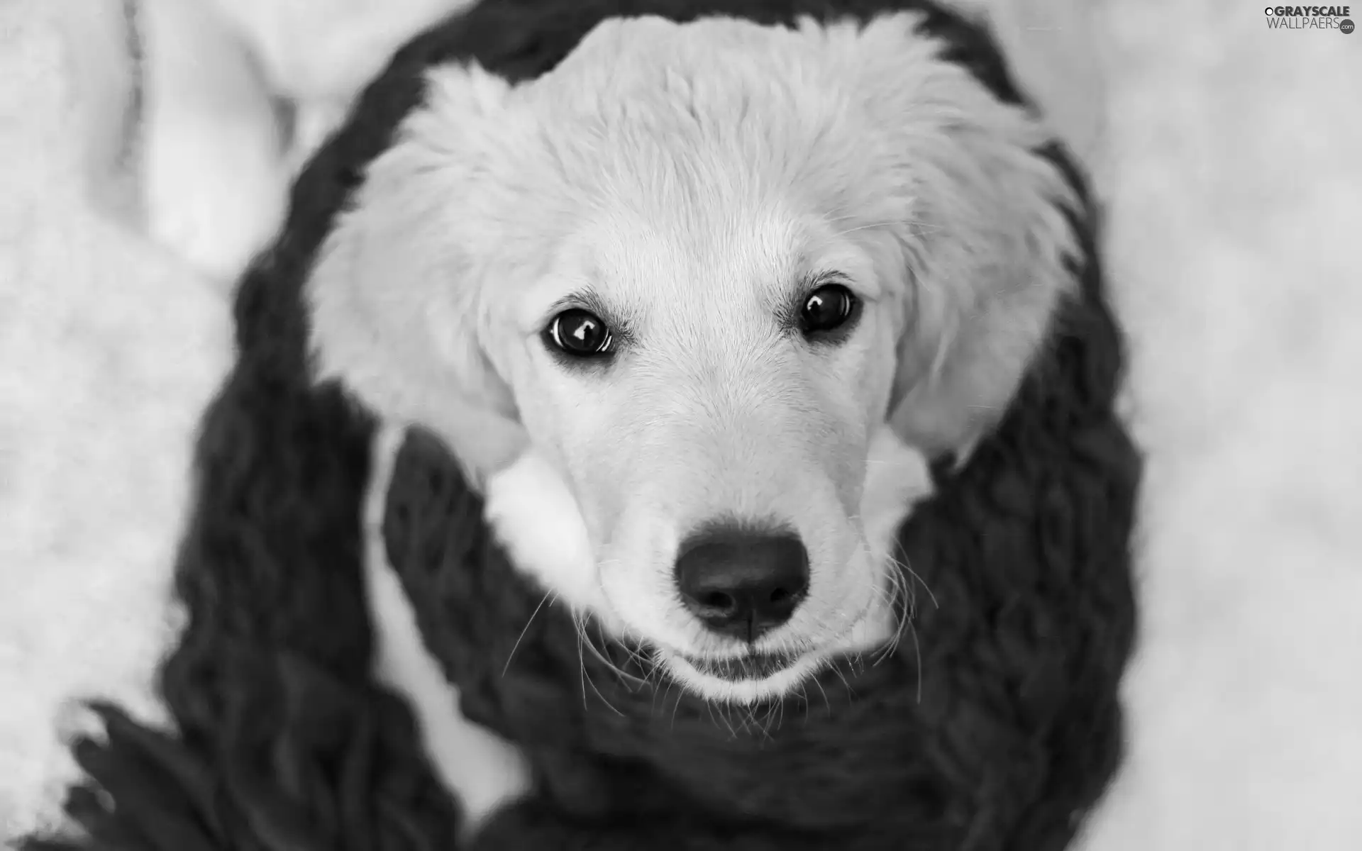 Scarf, dog, Red