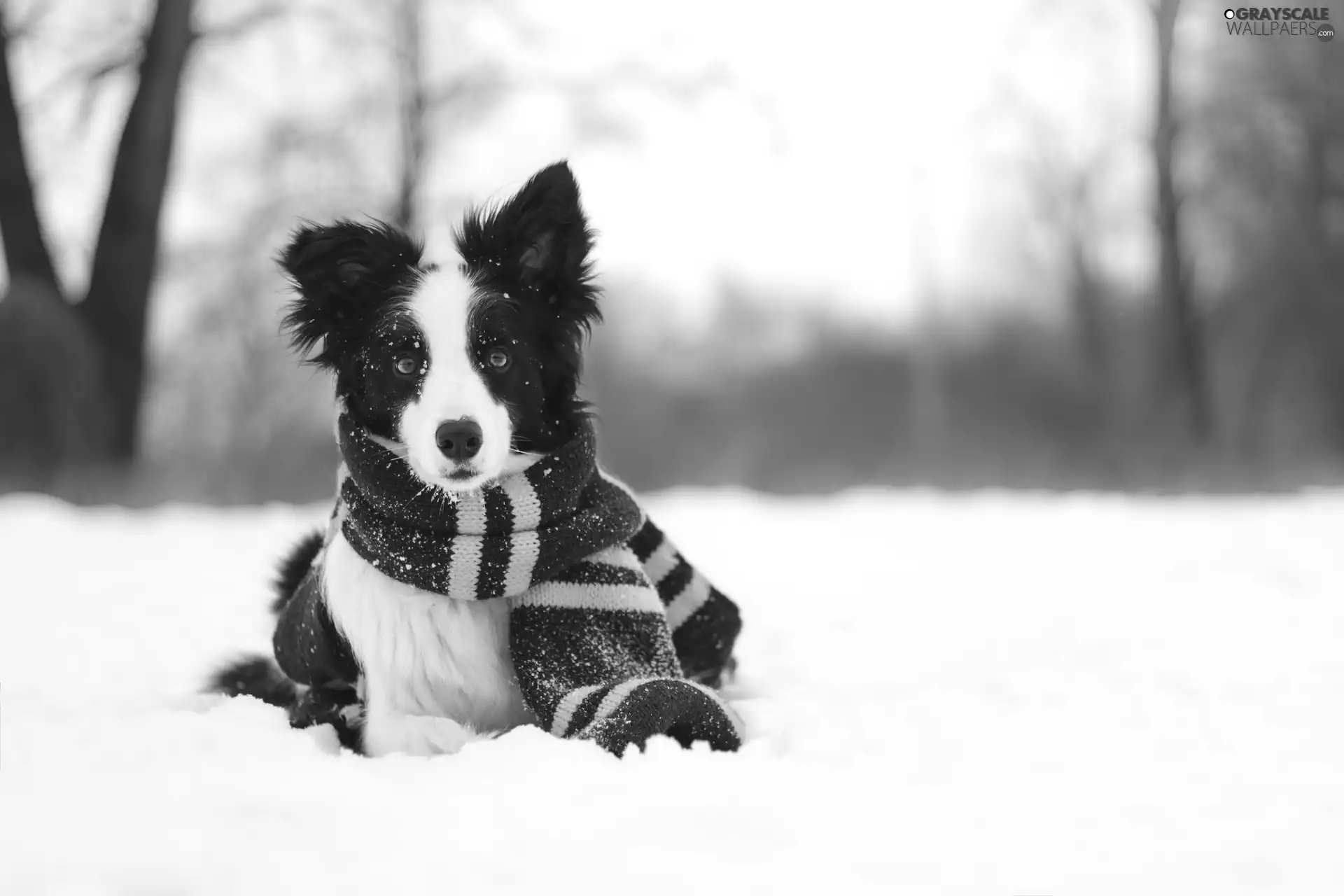 winter, Border Collie, Scarf, snow