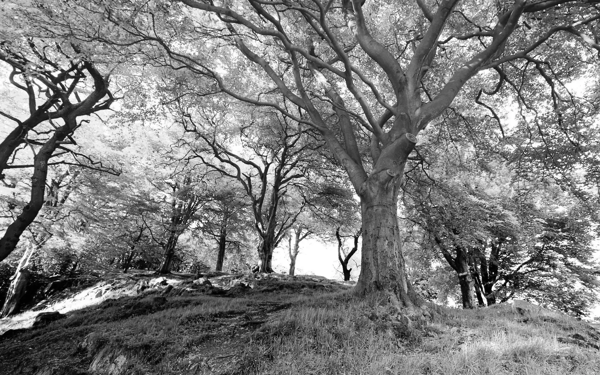 forest, viewes, scarp, trees