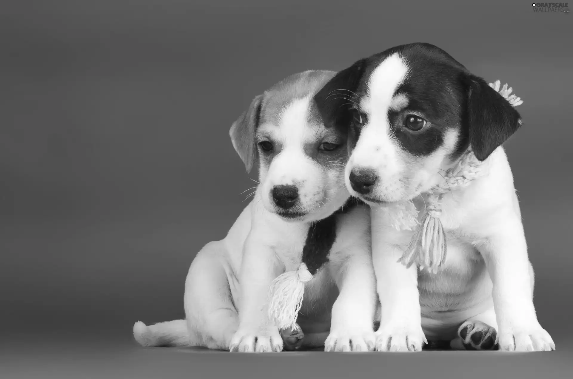 Scarves, Dogs, Puppies