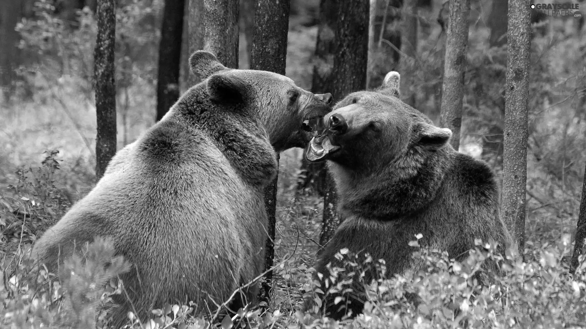 Two cars, forest, scene, bear