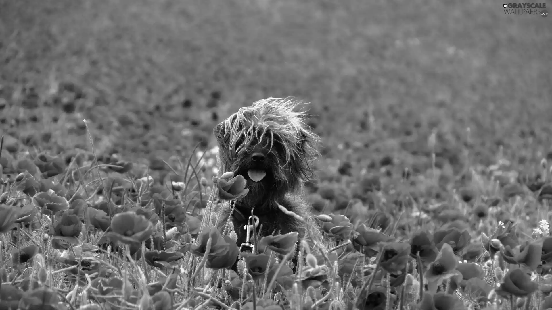 papavers, doggy, Schnauzer, cultivation