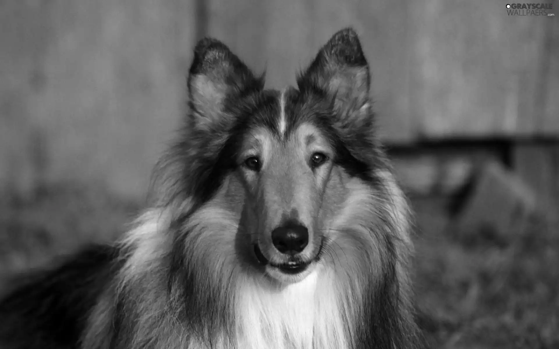 Scottish Shepherd, portrait