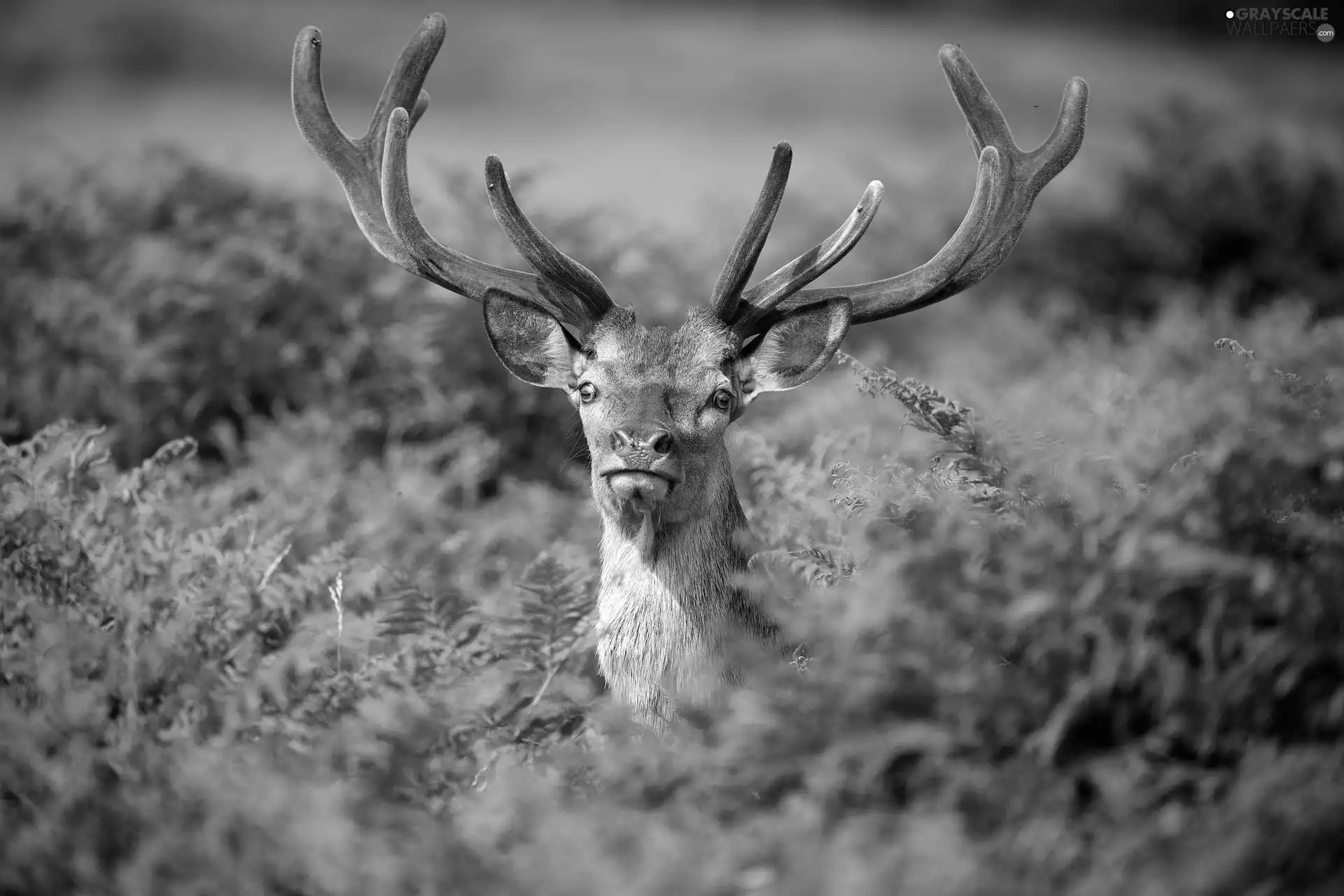 scrub, deer, antlers