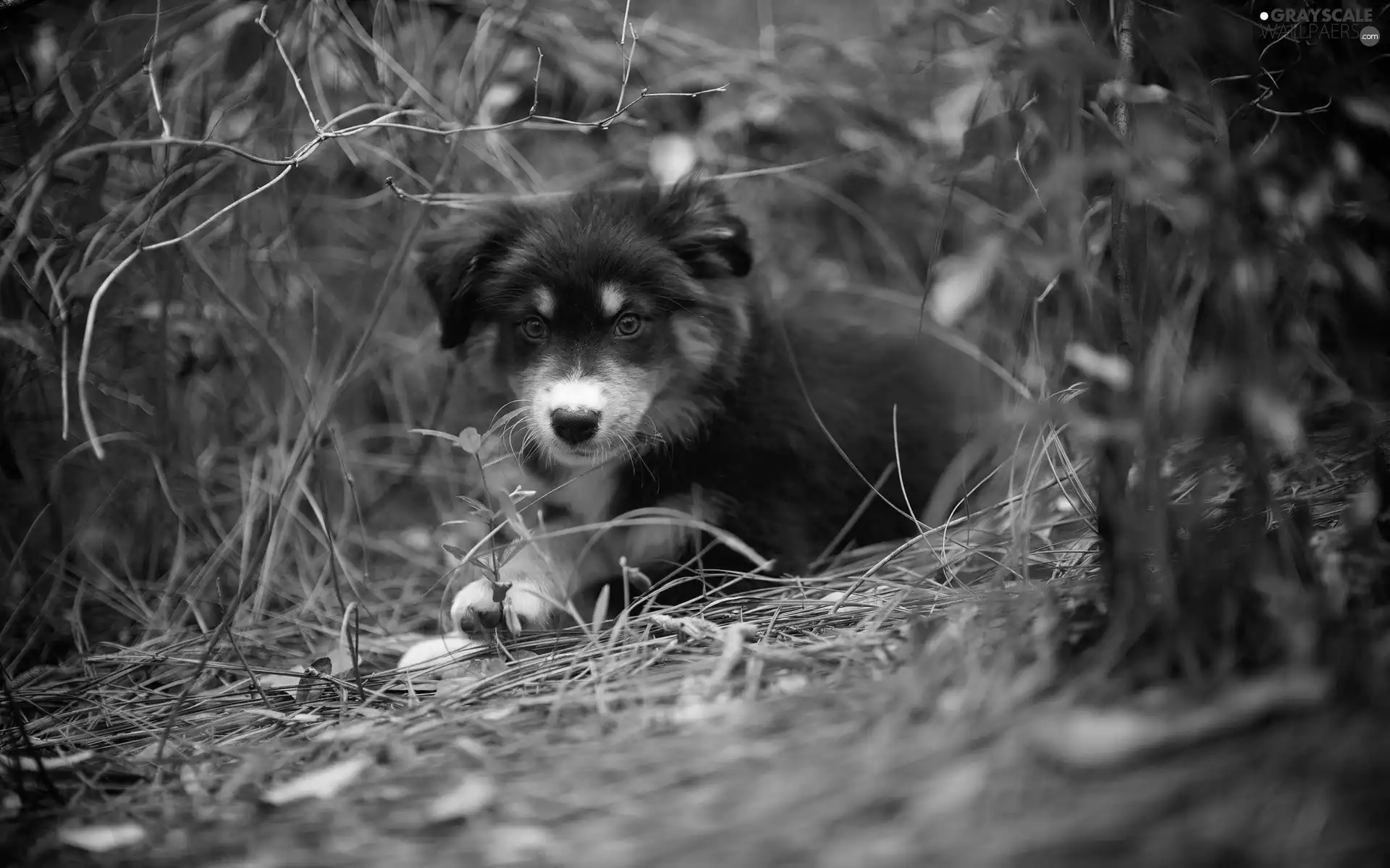 doggy, Puppy, Australian Shepherd, scrub