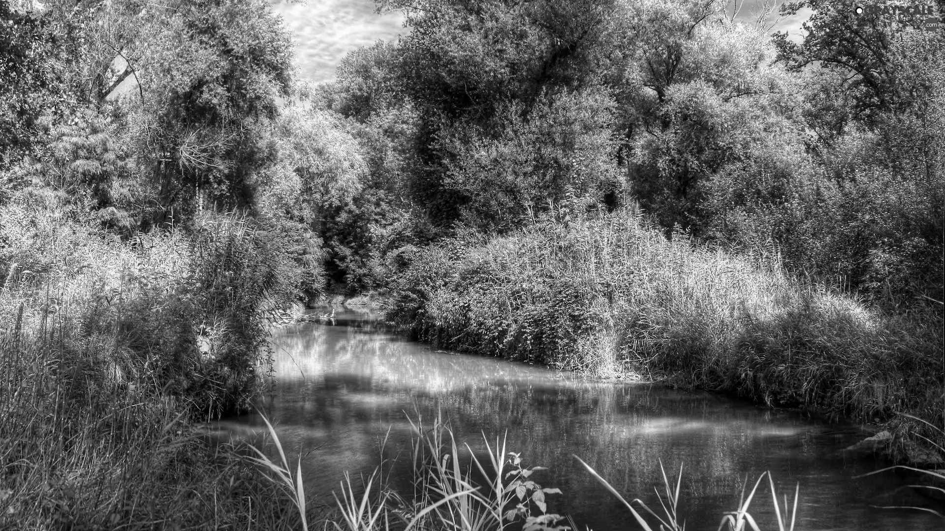 scrub, River, green