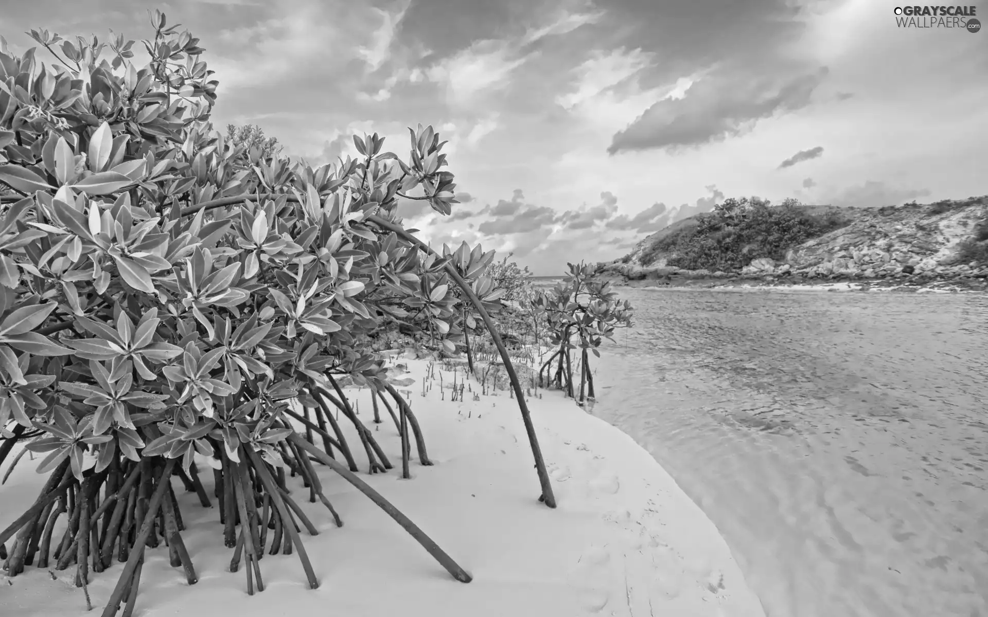 Gulf, Sky, scrub, Beaches