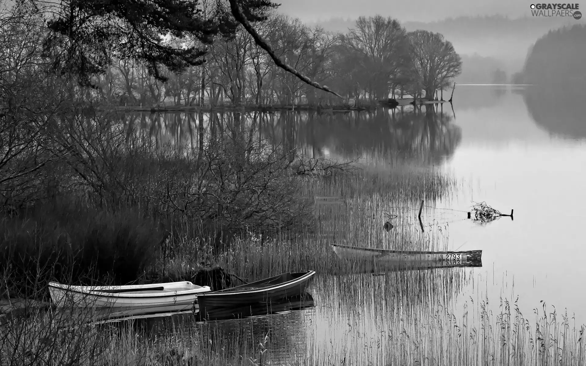 boats, forest, scrub, Pond - car